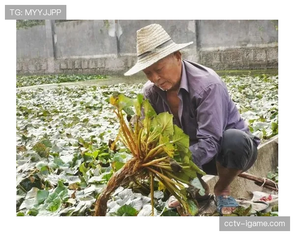 官方：水晶宫前锋爱德华因脚踝伤势将缺席三月剩余比赛